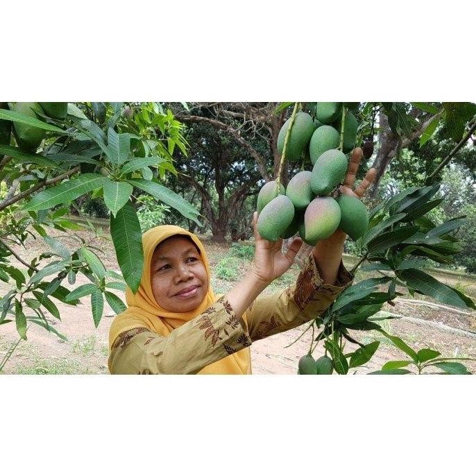 AA Tabulampot Bibit Mangga Pisang Cepat Berbuah PREMIUM