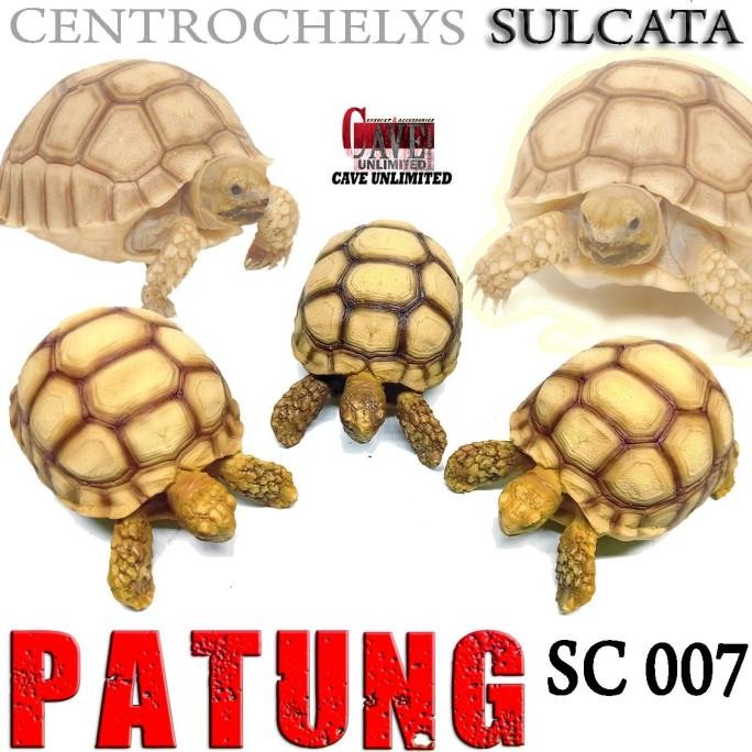 Produk Baru Replika Patung Hiasan Tortoise Torto Kura Darat Sulcata Centrochelys