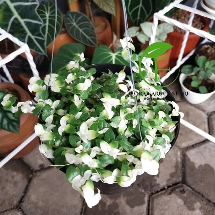 Terlaris Tanaman Hias Gantung Air Mata Janda / Air Mata Janda + Pot Gantung