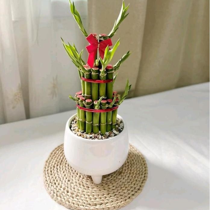 Terlaris Ornamen Tanaman Hias Bambu Hoki Susun Artificial - Tanaman Hidup Bambu Hoki Susun Ornamen M