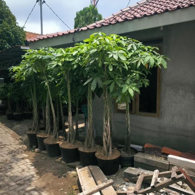 tanaman pachira money tree kepang size besar murah