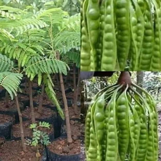 Bibit Buah Petai Hibrida / Petai Jumbo Okulasi super MTP 1904 unggul PREMIUM