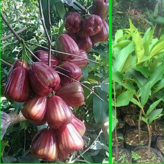 PREMIUM Bibit Jambu Air King Rose Jumbo
