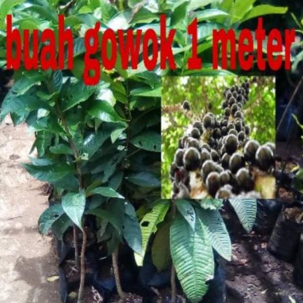 BIBIT BUAH GOWOK SUPER OKULASI 1 METER // BUAH GOWOK // GOWOK // BIBIT PREMIUM
