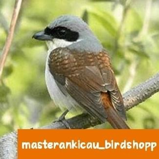 Grosir Burung Pentet Macan Prospek Super Mulus
