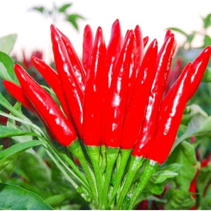 Benih Bibit Biji - Cabai Rawit Red Supreme 107 Hibrida Thai Bird Chili Pepper Seeds - IMPORT THAILAN