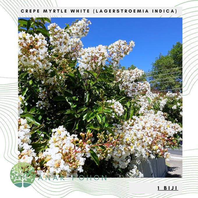 Benih Bibit Biji - Pohon Bunga White Crepe Myrtle Bungur Jepang Putih (Lagerstroemia indica) Crapemy