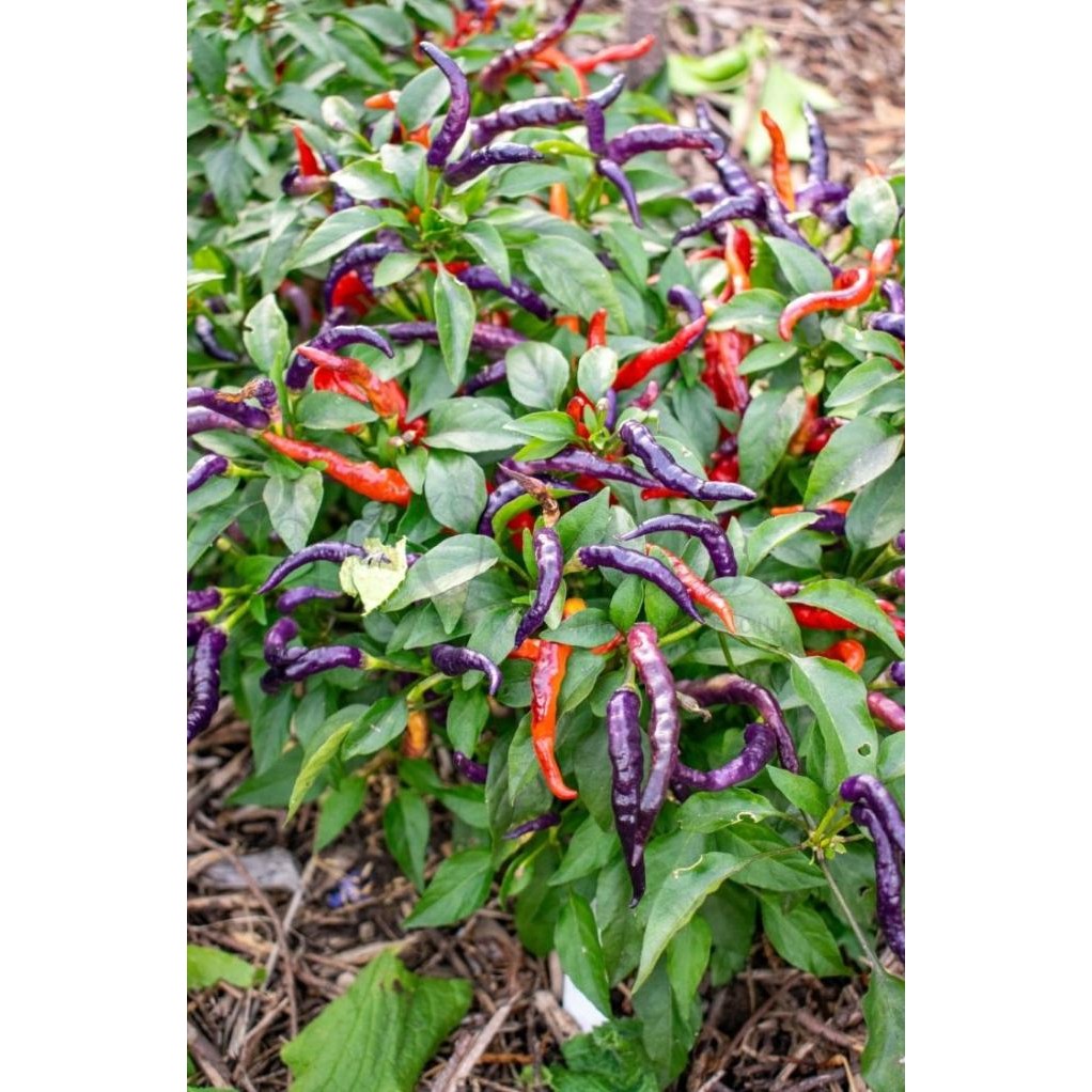 Benih / Bibit / Biji - Cabai Numex April Fool's Day Pepper Seeds murah