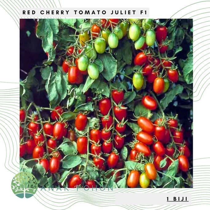 Benih Bibit Biji - Red Cherry Tomato Juliet F1 Tomat Mini Ceri Merah Hibrida Seeds - Tahan Terhadap 