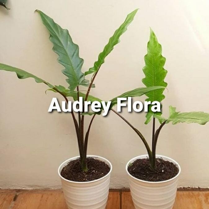 Terlaris Tanaman Hias Philodendron Keris Papua - Philo Keris Papua