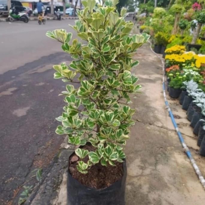 Terlaris Tanaman Hias Beringin Kupu-Kupu / Ficus Tinggi 1 Mtr + Pot Putih