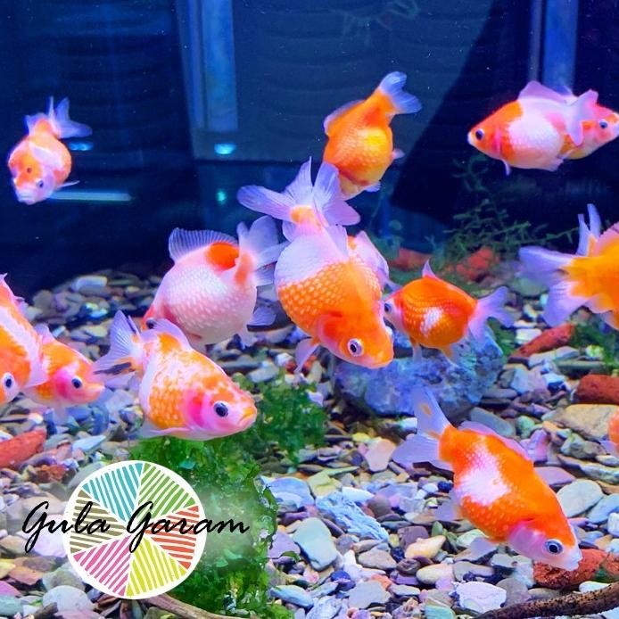 Terlaris Paket Koloni (Isi 10) Mas Koki Mutiara Tikus Hiasan Aquarium Ikan Hias Tanaman Aquascape Ko