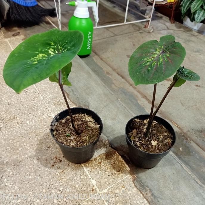 Terlaris Tanaman Hias Caladium Sayap Doreng