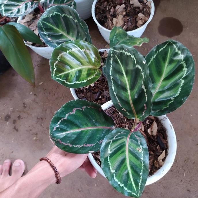 Terlaris Tanaman Hias Calathea Angela - Marion Angela - Calathea