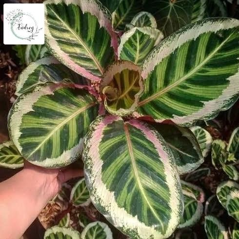 Terlaris Tanaman Hias Calathea Angela - Calathea Angela Original