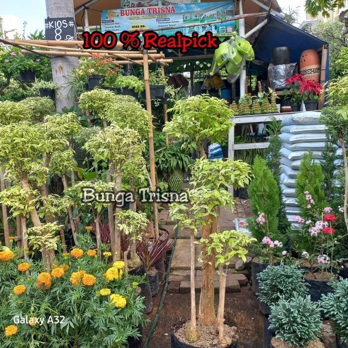 Terlaris Tanaman Hias Bonsai Anting Putri / Bonsai Taman Siap Pajang Tinggi 1,5