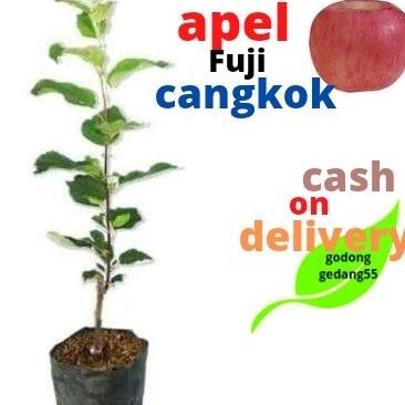 terbatas Bibit Apel Fuji Merah cangkok benih pohon tanaman buah buahan PREMIUM