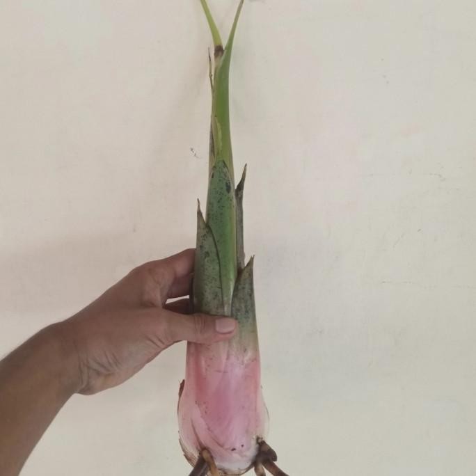 Bonggol Tunas Pisang Batu/bibit pisang Batu/anakan pisang Batu PREMIUM