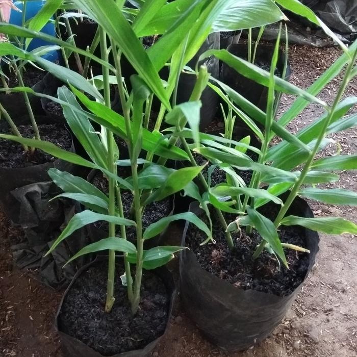 

Tanaman Jahe Putih