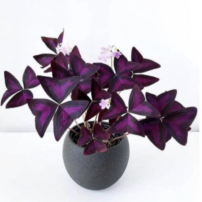 Terlaris Tanaman Hias Oxalis Kupu2 Ungu // Oxalis Ungu