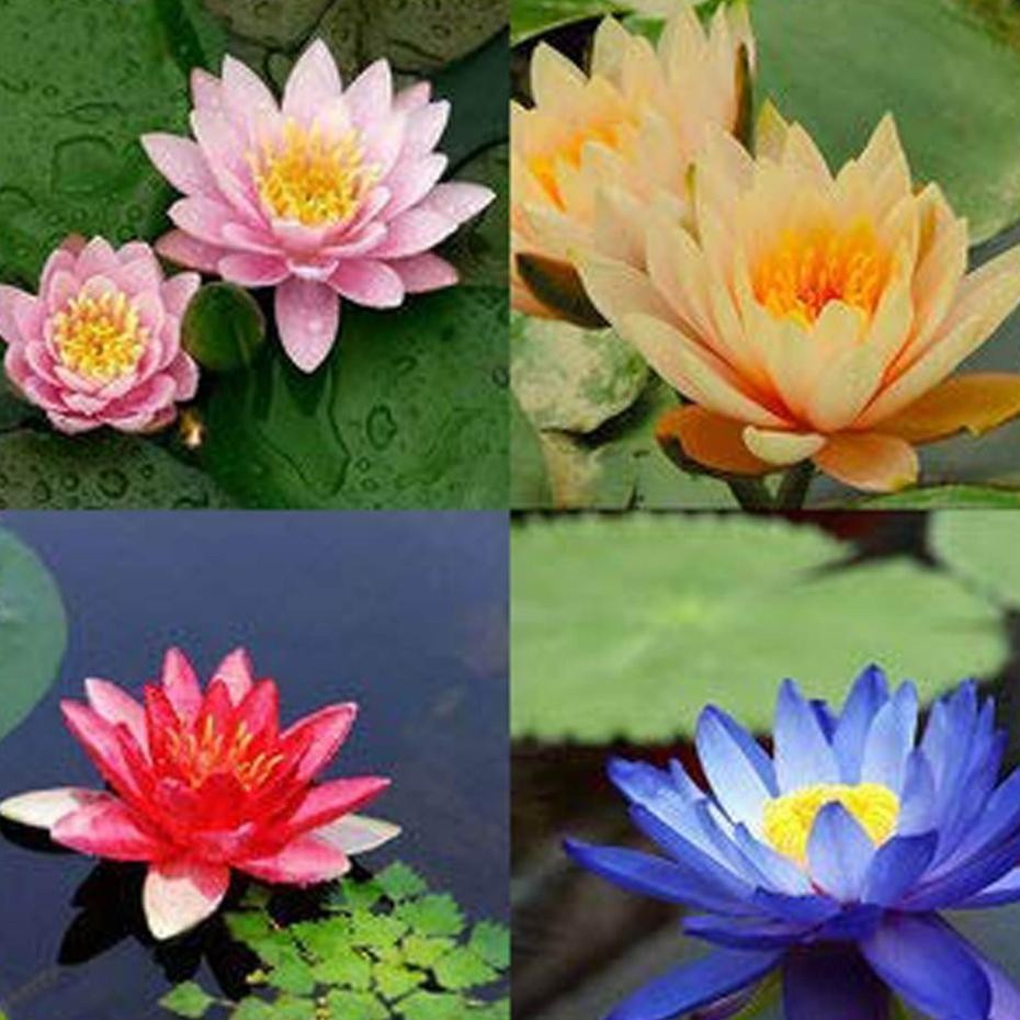 Bibit Benih Bunga Teratai Lotu Pohon Teratai Lotu Benih Lotu Cod