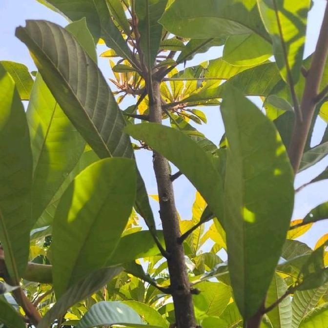 

TERSEDIA mamey sapote ok