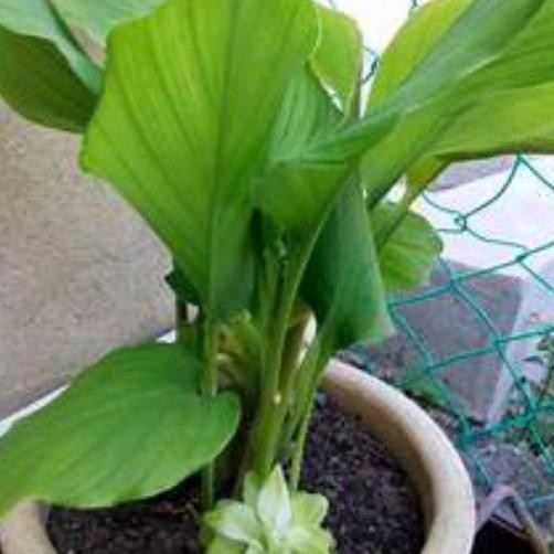 

Terlaris Bibit Tanaman Kunyit Herbal Kuning