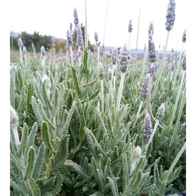 

Terlaris Tanaman Herbal Lavender Prancis Daun Bergerigi / Lavender Francis Asli