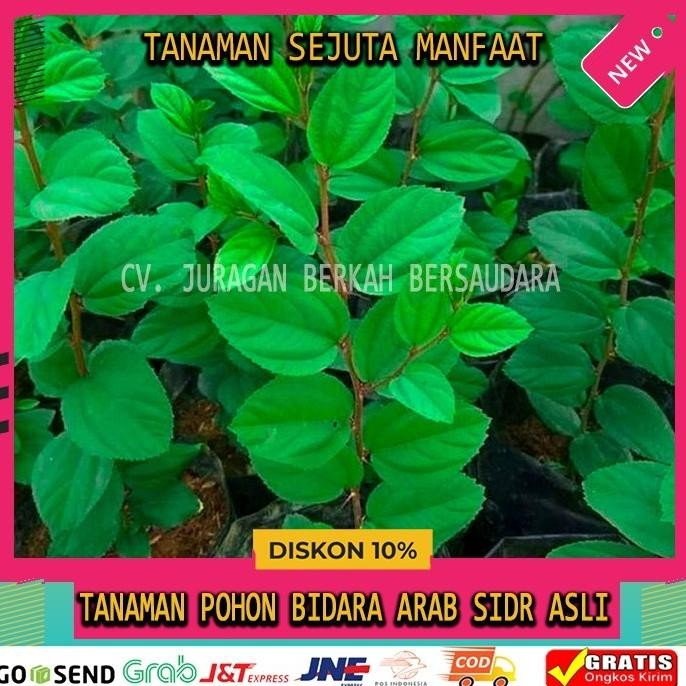 

Terlaris Daun Bidara Arab Sidr Asli Original Tanaman Herbal Hias Pohon Ruqyah