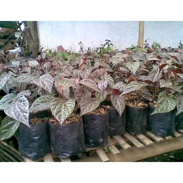 

Terlaris Fresh Stek Sirih Merah Tanaman Herbal