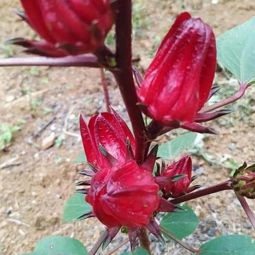 

Terlaris Tanaman Herbal Rosela Merah