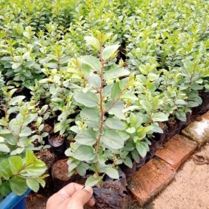 

Terlaris Tanaman Herbal Bidara Arab / Pohon Bidara Arab