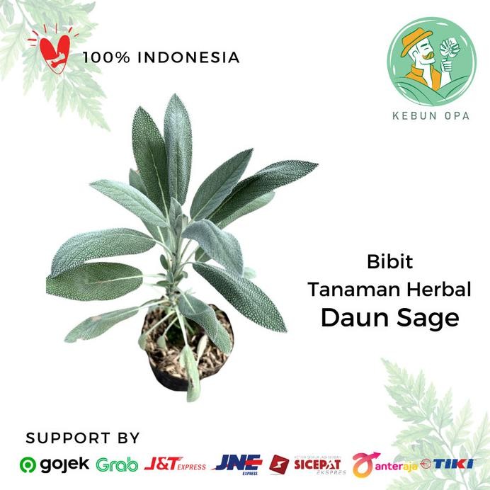 

Terlaris Bibit Tanaman Herbal Sage Tanaman Herb Daun Sage / Salvia Officinalis