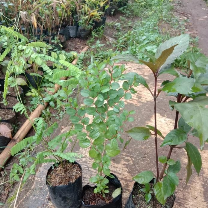 

Terlaris Paket 3 Hemat Tanaman Herbal Pohon Bidara Arab, Pohon Saga Dan Andelem