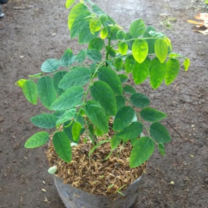 

Terlaris Tanaman Herbal Daun Katuk