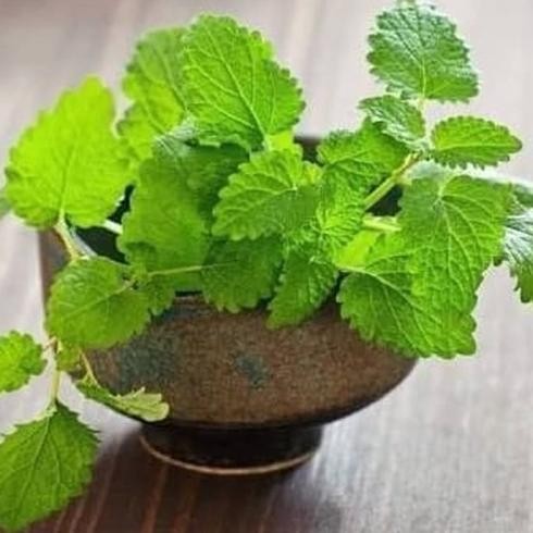 

Terlaris Bibit Tanaman Lemon Balm - Daun Lemon Mint - Tanaman Herbal Lemon