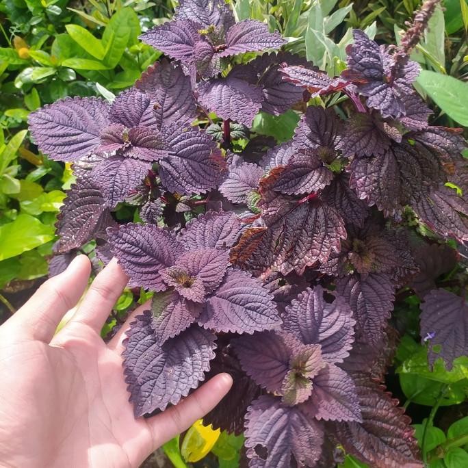 

Terlaris Tanaman Herbal Miana Ungu - Miana Ungu Herbal