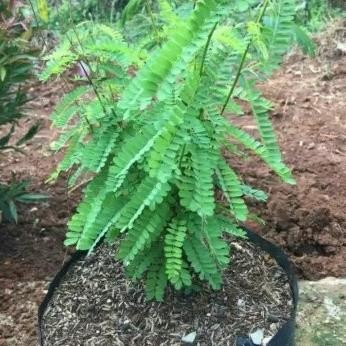 

Terlaris Pohon Herbal Saga/Tanaman Saga Herbal