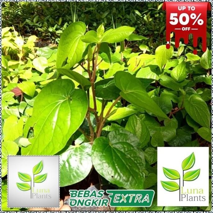 

Terlaris Tanaman Herbal Sirih Hijau/ Sirih Ijo