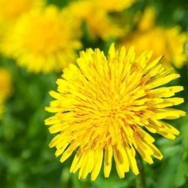 

Terlaris Biji Benih Tanaman Herbal - Bunga Randa Tapak Dandelion Yellow