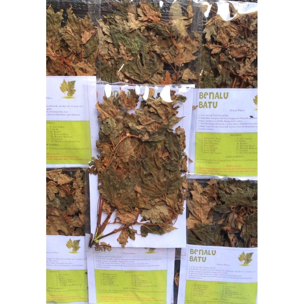 

Terlaris Benalu Batu/ Tanaman Herbal 100% Asli Sulawesi Tengah/Tanpaefek Smpin