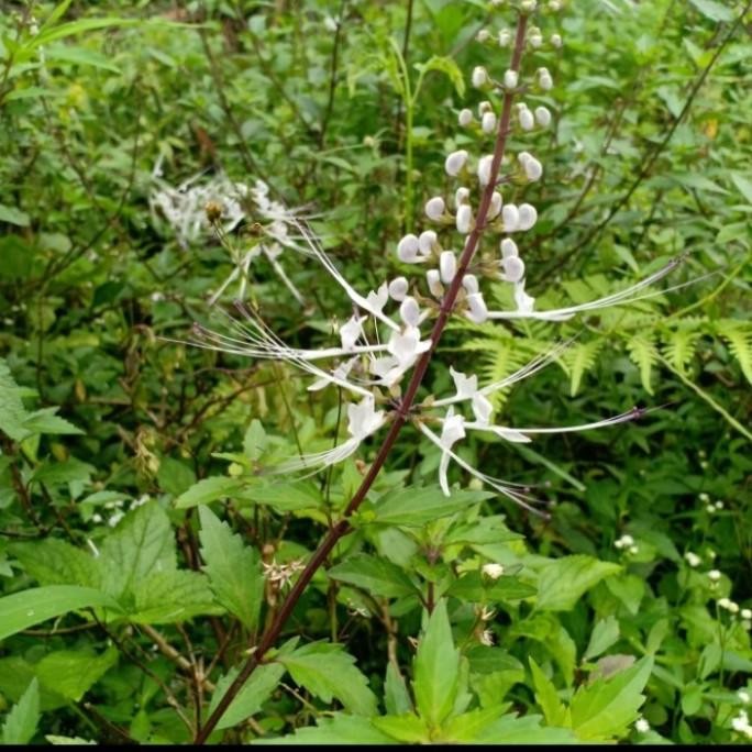 

Terlaris Bibit Tanaman Daun Kumis Kucing Herbal | Bibit Kumis Kucing