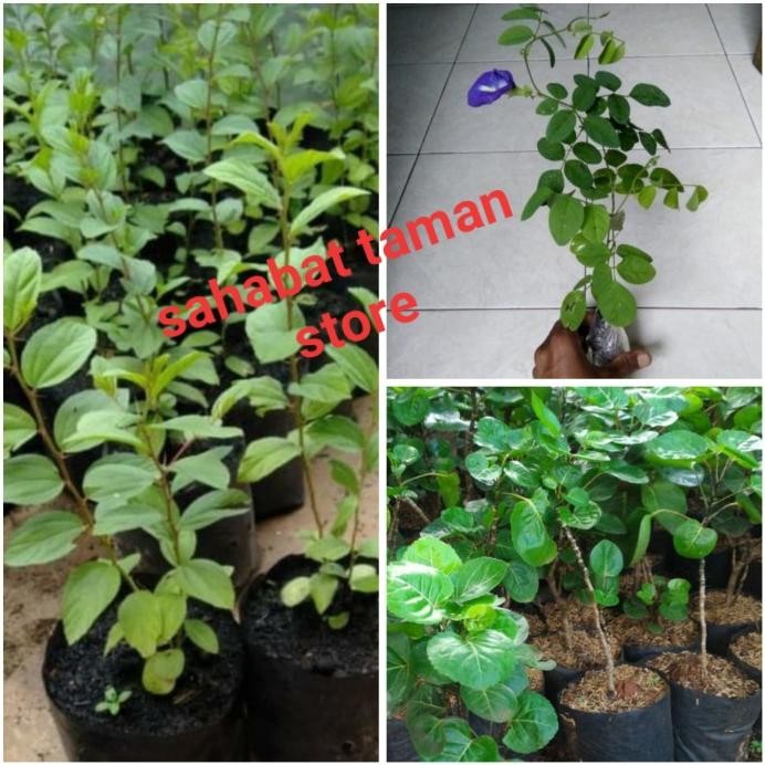 

Terlaris Promo Murah 3 Paket Tanaman Herbal
