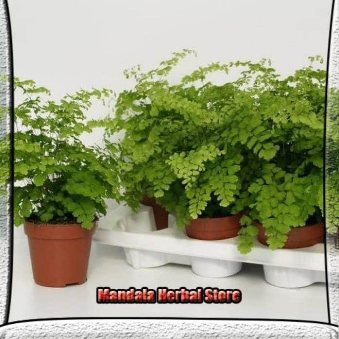 

Terlaris Tanaman Hias Suplir Rimbun Cantik Mandala Herbal