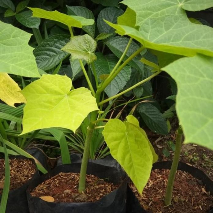 

Terlaris Pohon Jarak Pagar - Tanaman Herbal Pohon Jarak