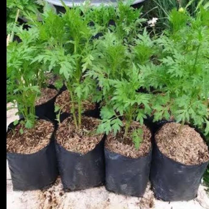 

Terlaris Bibit Tanaman Kenikir Obat Herbal