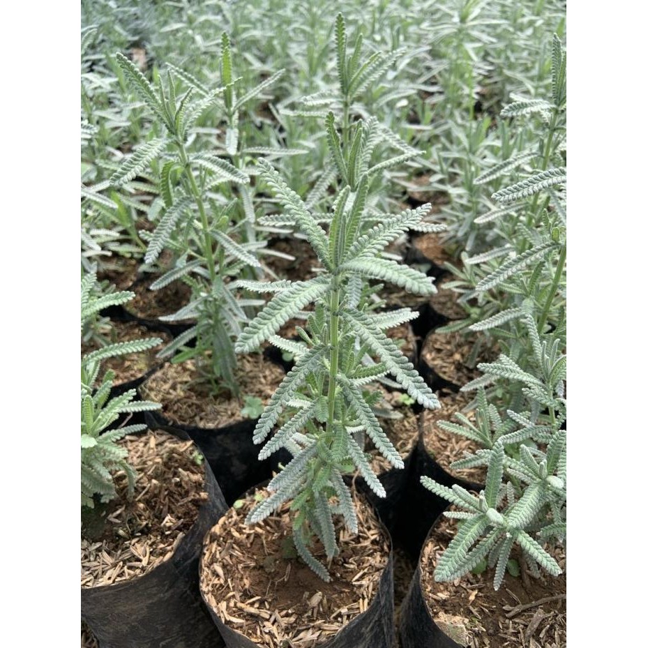 

Terlaris Tanaman Herbal Lavender French