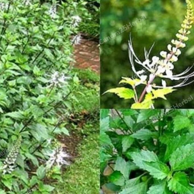 

Terlaris Bibit Daun Kumis Kucing Asli Tinggi 20-30 Cm Bibit Tanaman Herbal