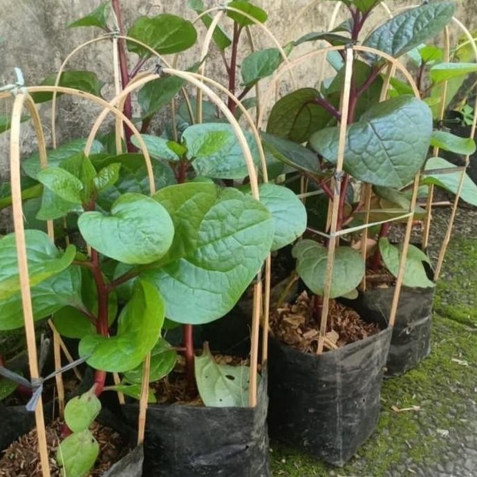 

Terlaris Pohon Binahong Batang Merah - Tanaman Herbal Pohon Daun Binahong