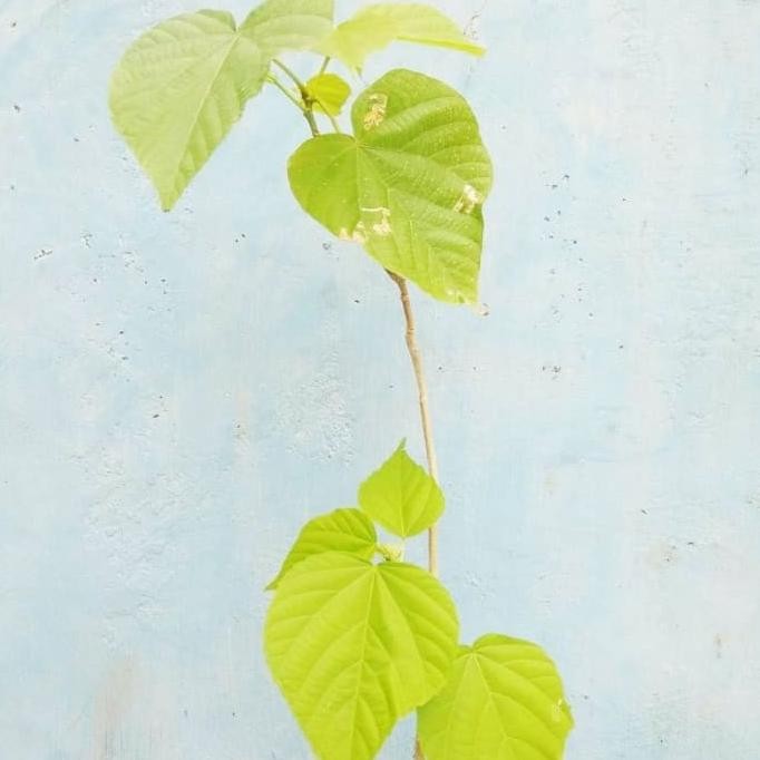 

Terlaris Tanaman Herbal Daun Paliasa/Bibit Tanaman Obat Daun Pali Purbgu 2572Qc